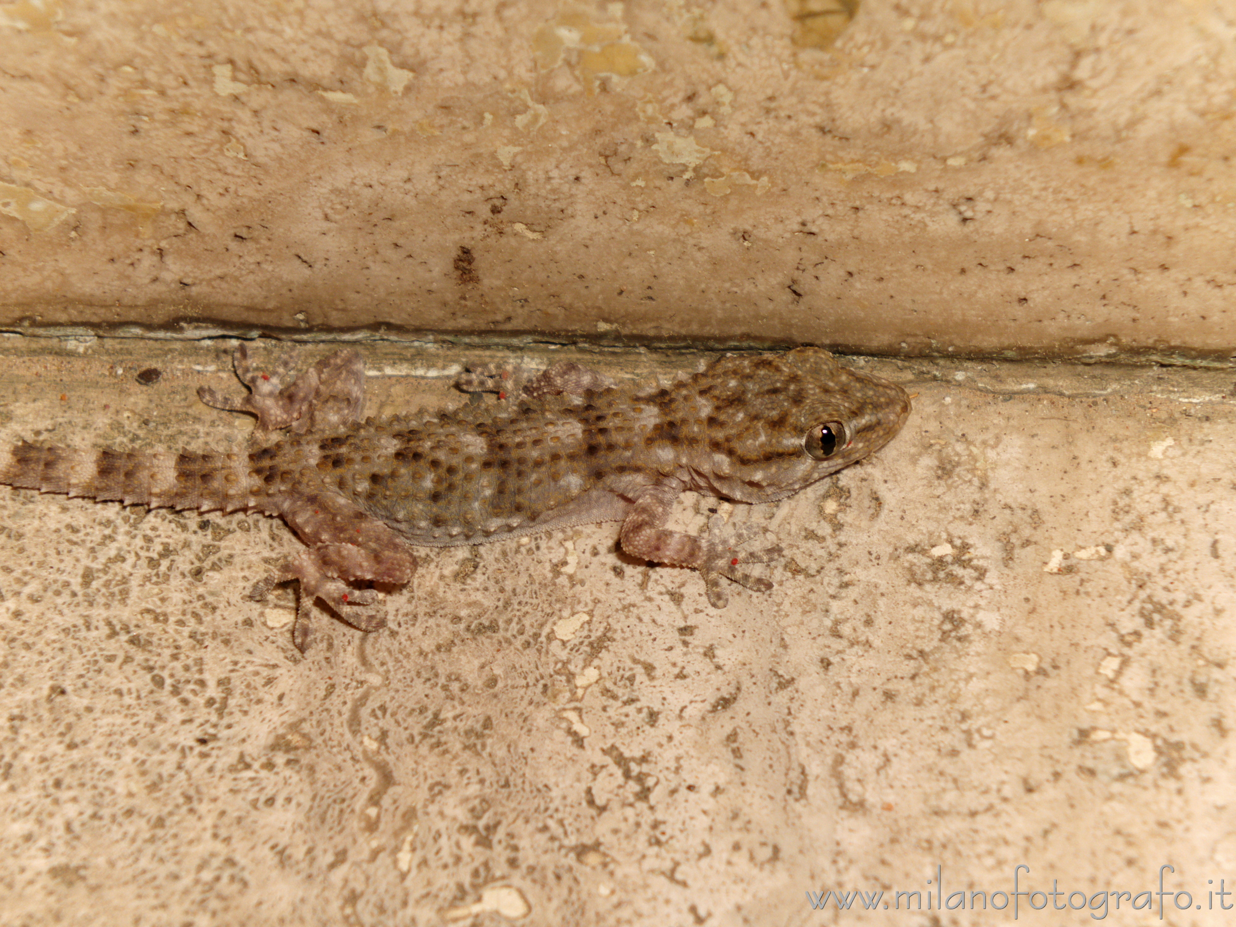 Milan (Italy) - European common gecko (Tarentola mauritanica)